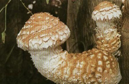    Pholiota populnea (Pholiota destruens) 